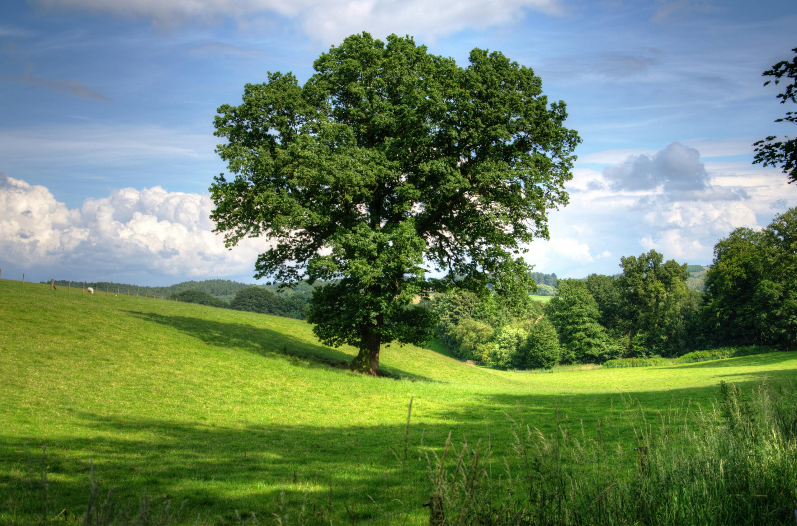 Why was the “tree of knowledge of good and evil” a bad thing?